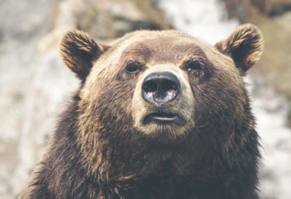 Wild bear looking into the face